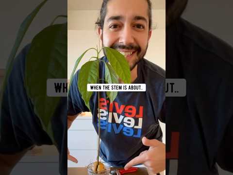 Avocados UPCYCLED |