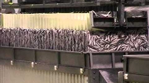 Timarsfishprocess.mpg