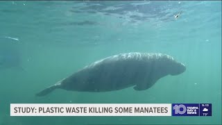 A baseball-sized amount of plastic can kill a manatee, new study finds screenshot 1