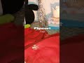 #flipkart #youtubeindia #shortvideos #viralvideos #viral