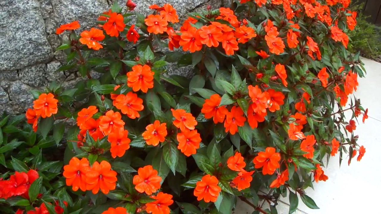 Impatiens, Maria sem Vergonha e Sunpatiens - thptnganamst.edu.vn