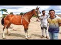 YEOLA HORSE MARKET || MAHARASHTRA _ Video-1