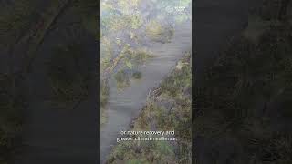 Wild release licensing in England: Beaver Trusts response