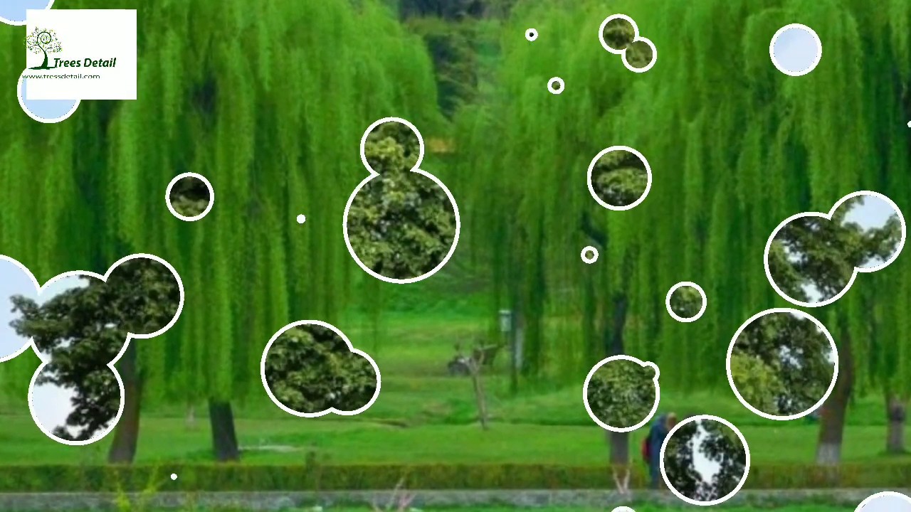 Willow Tree Important Facts / Hidden features of Willow tree / Willow