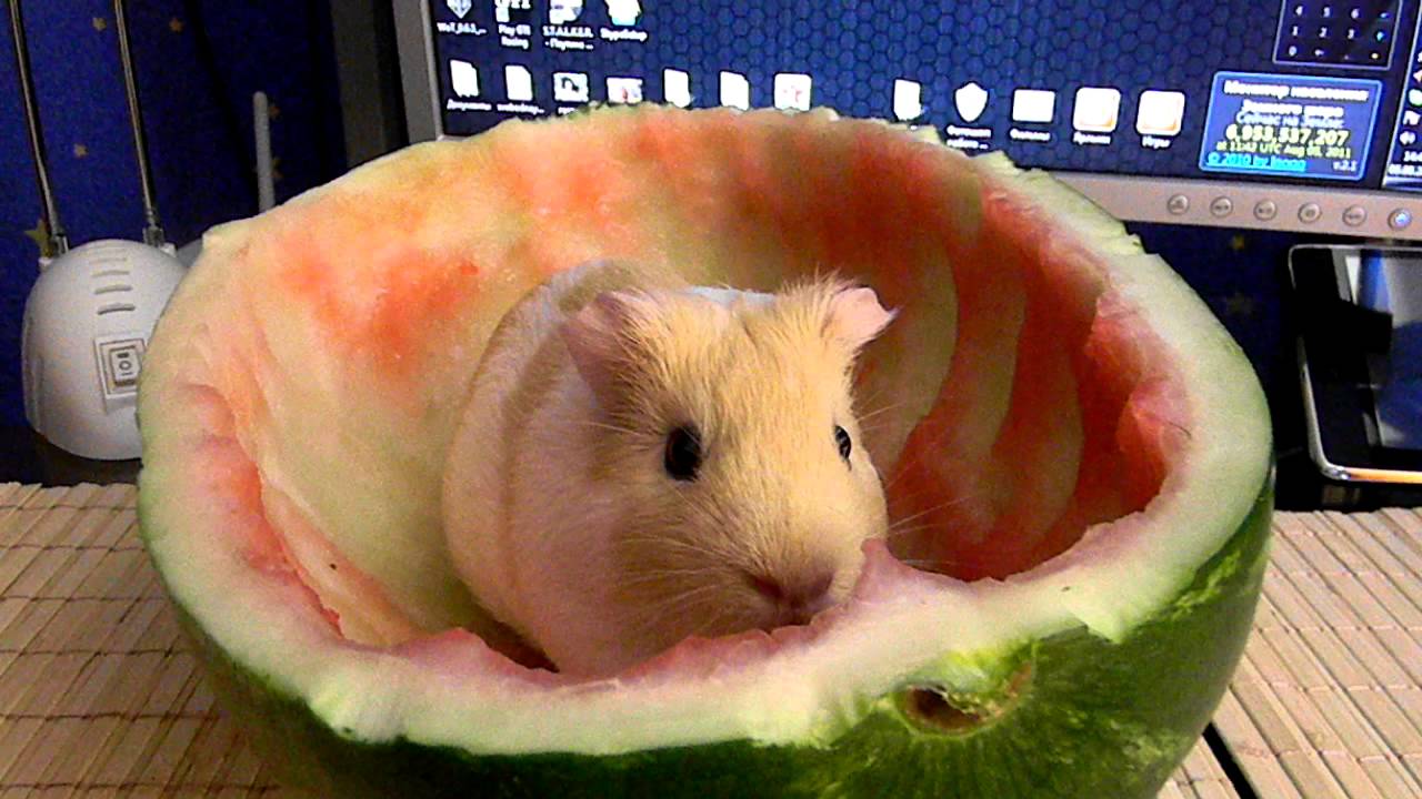 Морская свинка ест арбуз - YouTube
