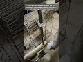 Professional Spot Welding Manufacturing Process For Metal Wire Baskets