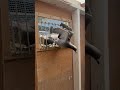 Coming in #racingpigeon #pigeonracing #palomasmensajeras #حمام_سباق #kabutar