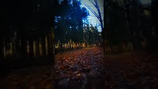 Тёплый осенний день #октябрь #природа #осень