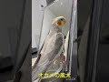 久しぶりにマリオを56す親びんさん