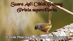 Suara Asli Burung Ciblek Gunung untuk Pancingan Burung Gacor Kembali (Prinia superciliaris)  - Durasi: 13:11. 