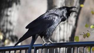 Western Raven cawing in Prescott, Arizona