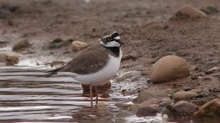 Little Ringed Plover