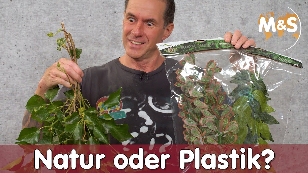 NATUR oder PLASTIK? Echte Pflanzen im Terrarium? JA oder NEIN