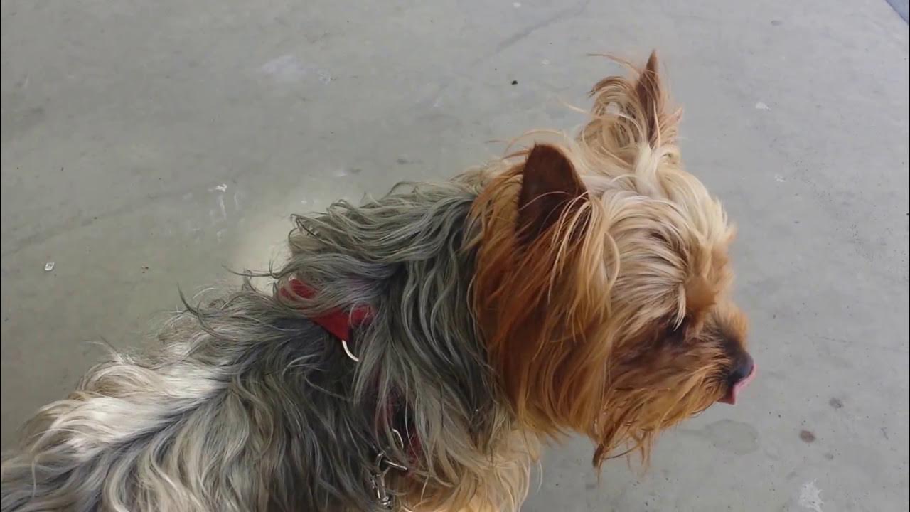 Yorkie howling YouTube