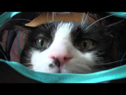 3 Cats vs. 1 Tunnel