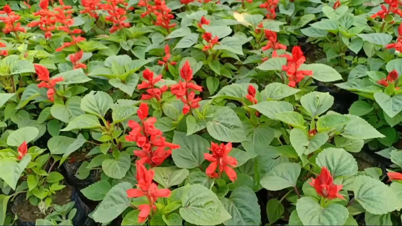 How to grow and care salvia plant care ll winter flower plant
