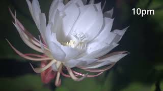 Hennepin Tech Queen Of The Night In Bloom