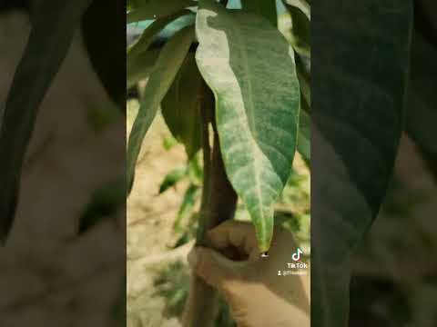 افضل طول لشجره المانجو ٩٠سنتي