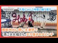 『不良にゃんこ仲間と繰り返す無断外出に飼い主激怒 餌抜きの大ピンチを果たしてどう切り抜ける!?』