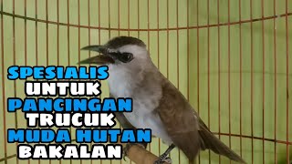 Suara burung trucuk gacor seperti ini spesialis untuk pancingan TRUCUK MUDA HUTAN BAKALAN jadi nyaut