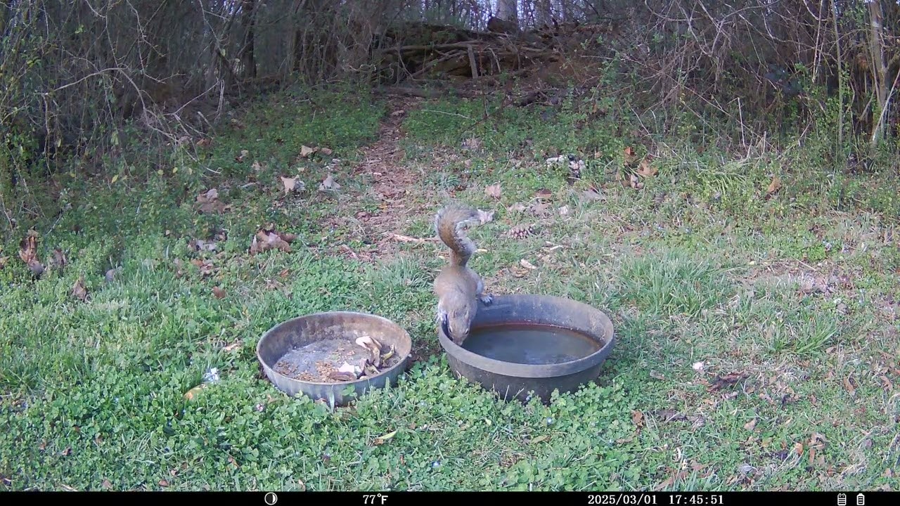 Trail Cam 2026 MAR 01