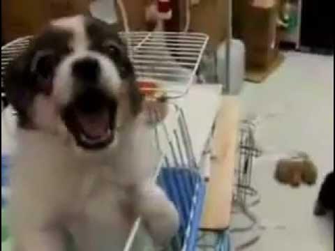 Собака бося. Собака говорит мама. Видео хашке. Как научить собаку говорить слово мама. Как научить собаку говорить.