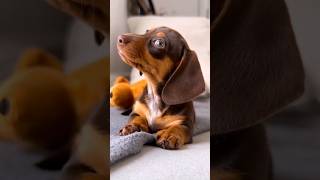 🐶 ¿Tu perro salchicha ladra cuando te vas de casa?