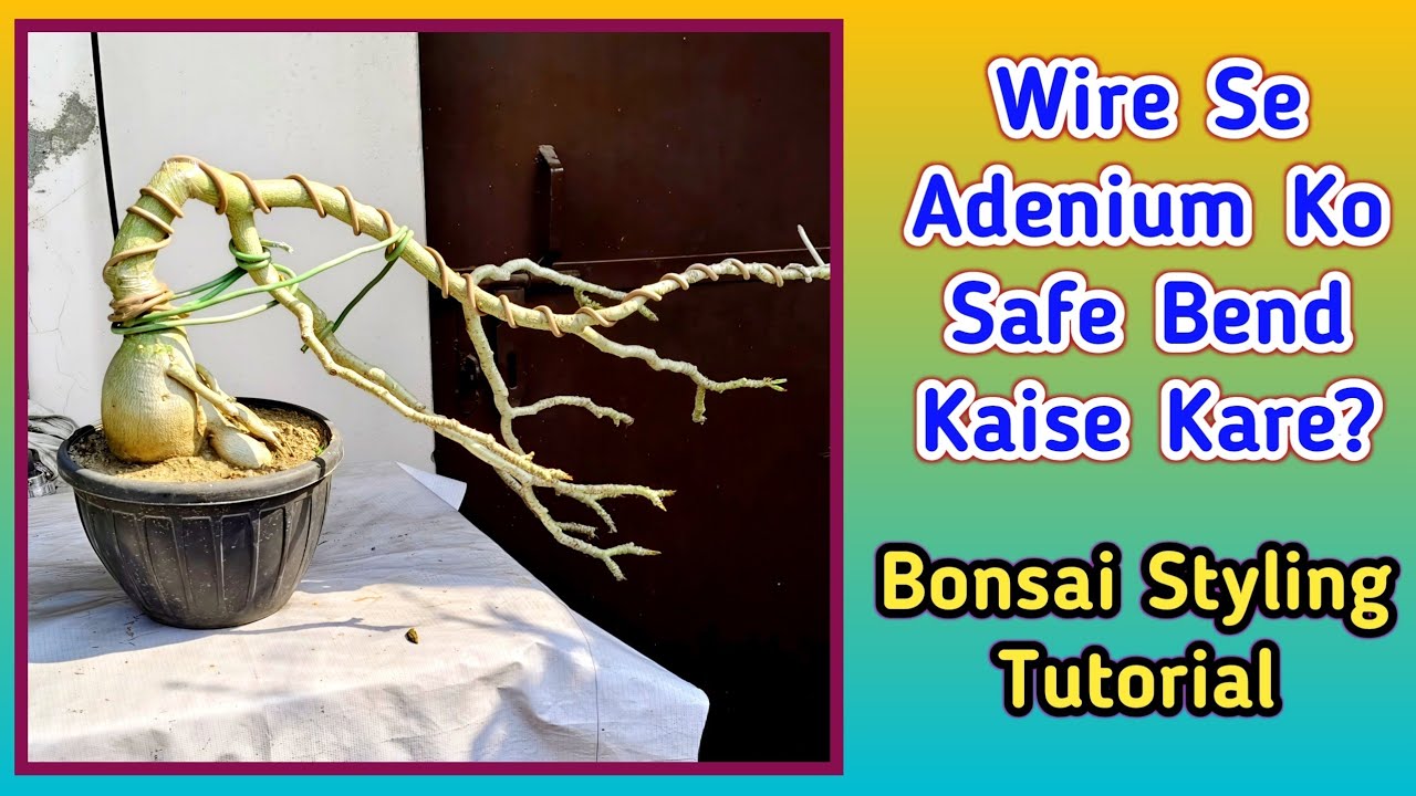Wire Se Adenium Ko Safe Bend Kaise Kare? Bonsai Styling Tutorial | My Terrace Garden @Baghwani695 
