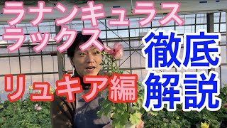 【園芸のぶチャンネル】ラックス徹底解説〜リュキア編【ガーデニング】【農業】【ラナンキュラス】【ハリオス】