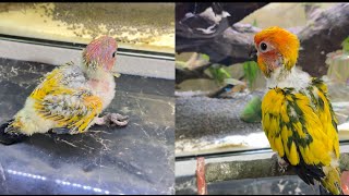 ลูกป้อนซันคอนัวร์เหลืองสวย Sun conure ❤️💚💛