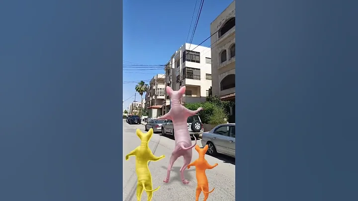 Watch the video about #cat #shortvideo #lol #funny #sphynx #sphynxfamily #explore