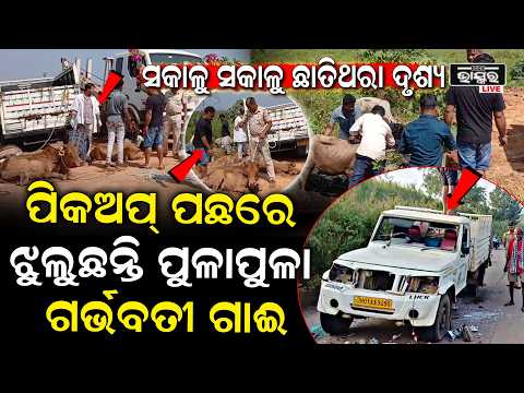 ସକାଳୁ ସକାଳୁ ଛାତି ଥରା ଦୃଶ୍ୟ, ପିକଅପ ପଛରେ ଝୁଲୁଥିଲେ 20 ରୁ ଅଧିକ ଗୋରୁ, ଗୋଡେଇ ଧରିଲେ ଗୋ ସେବକ...