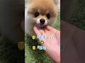 完璧過ぎる連続芸😳✨ #pomeranian #ポメラニアン #小型犬 #きなこ #癒し #あごのせ #कुत्ता #पोमेरेनियन