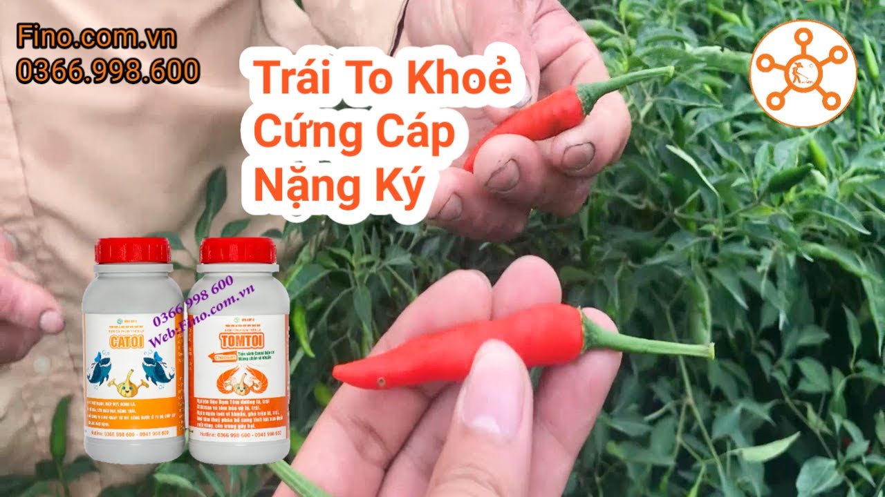 Kỹ Thuật Trồng Và Chăm Sóc Ớt | Thu Hoạch Ớt Chỉ Thiên _8 Tấn 870kg,  #TráiTo #CuốnLực #ĐọtVẫnBung
