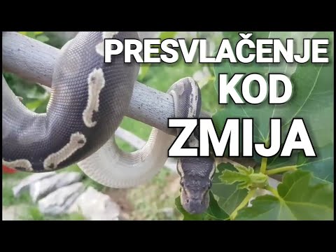 Zmije Menjaju Kožu? || Presvlačenje kod Pitona