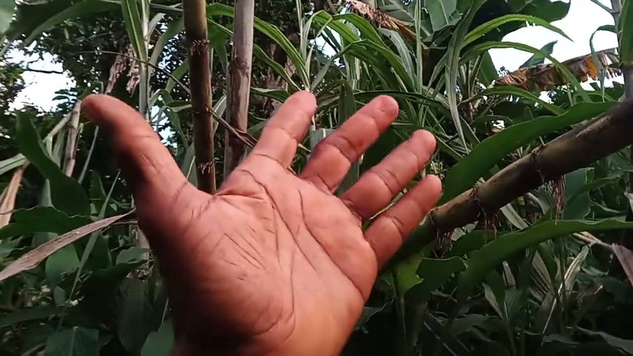 Обновление информации о тропической погоде в среду, 22 октября 2025 г., из сельской местности Яма...