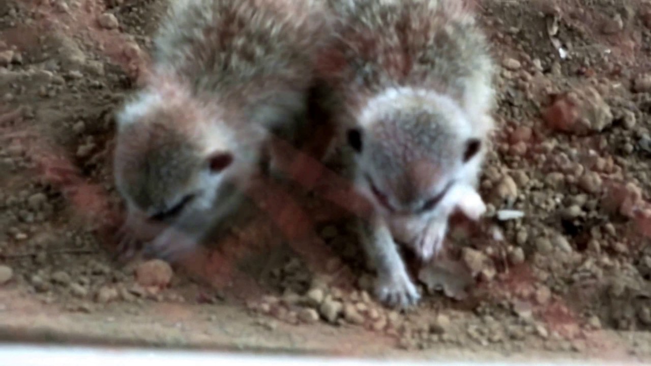 kawaii emoticons #02. Very pretty babies of meerkat.とても可愛いミーアキャットの赤ちゃんたち。
