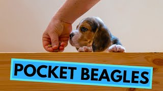 Pocket Beagles  Do They Really Exist?  History of the Beagle Breed