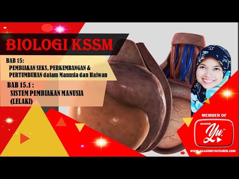 15.1.1 ANATOMI SISTEM PEMBIAKAN LELAKI