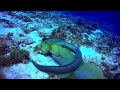 Deathly battle of the moray eels in Mexico