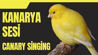 Download Lagu Muhteşem Kanarya'nın Şarkısının Sırları- Kanarya Sesi MP3