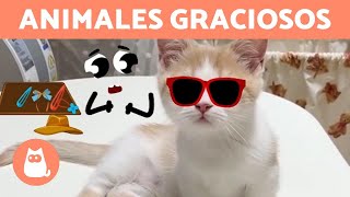 PERROS y GATOS DIVERTIDOS jugando con OBJETOS ANIMADOS 🐶🎈🐱