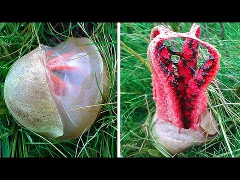Vídeo: Charuto Do Diabo - O Cogumelo Mais Estranho Do Mundo Que Pode Assobiar - Visão Alternativa