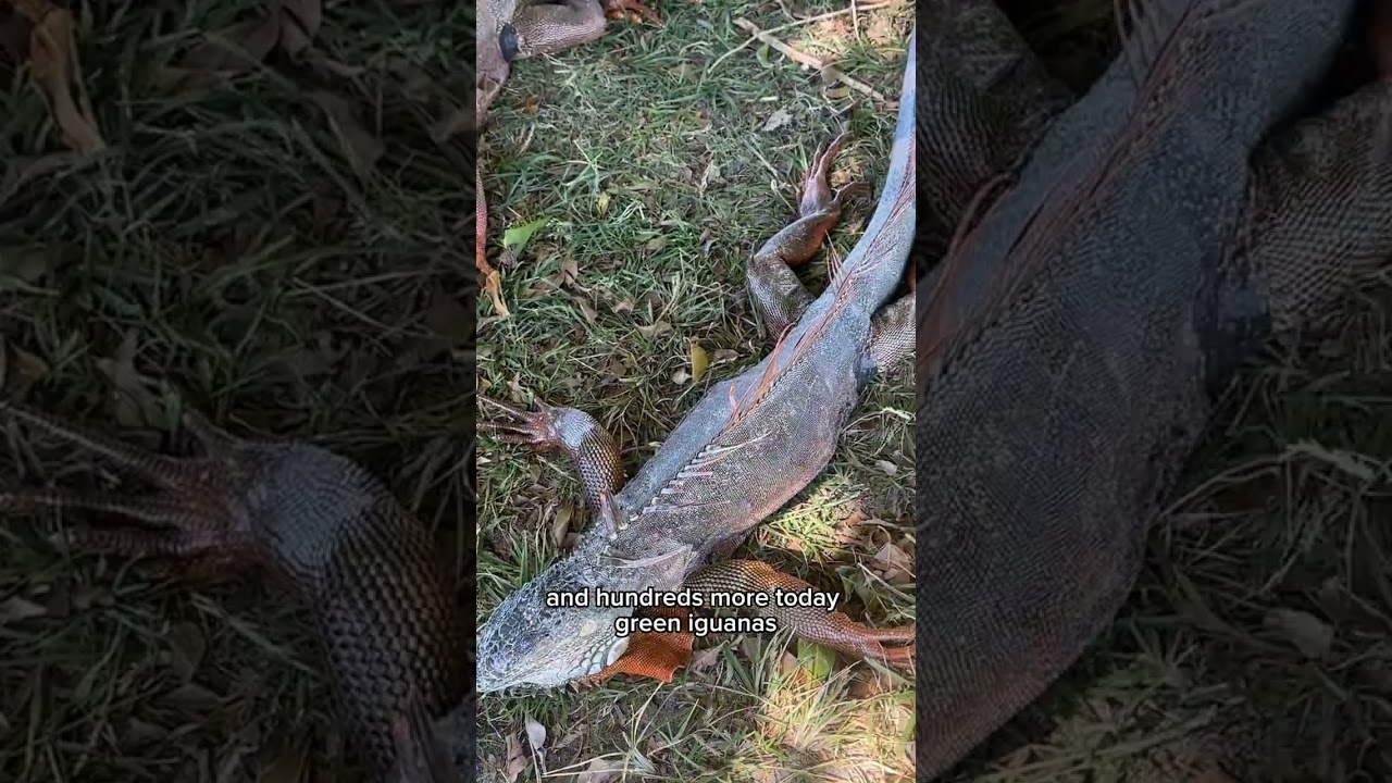 Cold-Stunned Iguanas across Florida! Have you seen them?