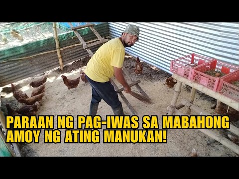 PARAAN NG PAG-IWAS SA MABAHONG AMOY NG ATING MANUKAN!