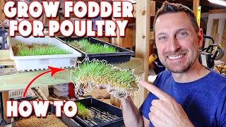 Poultry Fodder Production! What To Sprout Growing Times And Amounts by Country Living Experience: A Homesteading Journey 2,917 views 3 months ago 8 minutes, 53 seconds