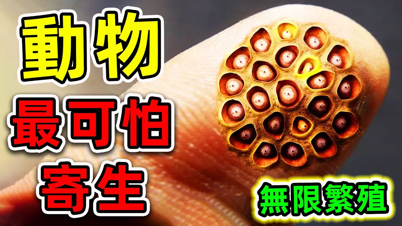 寄生