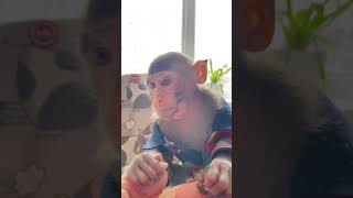 Тимоша смешно кушает орехи 🤣🥰 #monkey #bebymonke #обезьяна #shorts