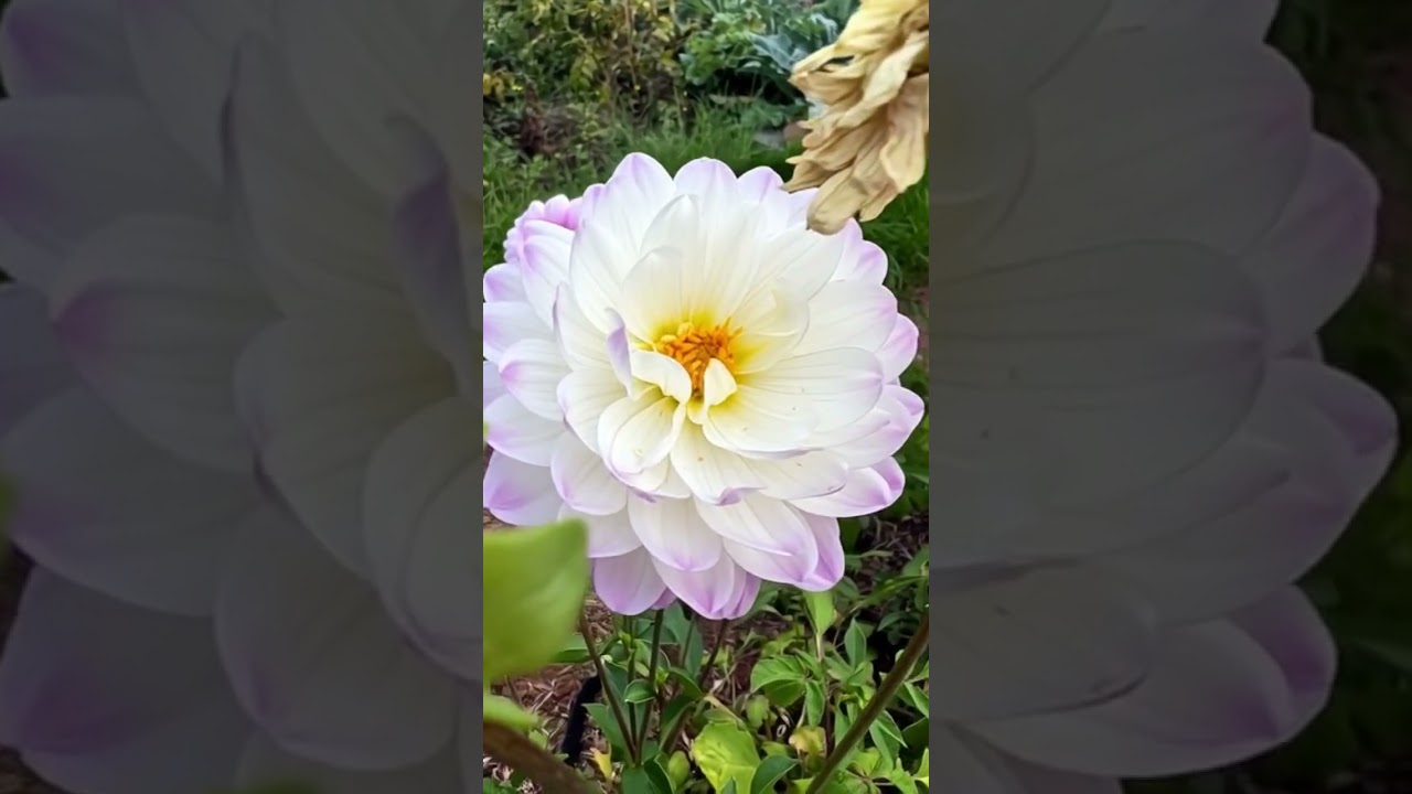 Canada’s Flower collection 🇨🇦