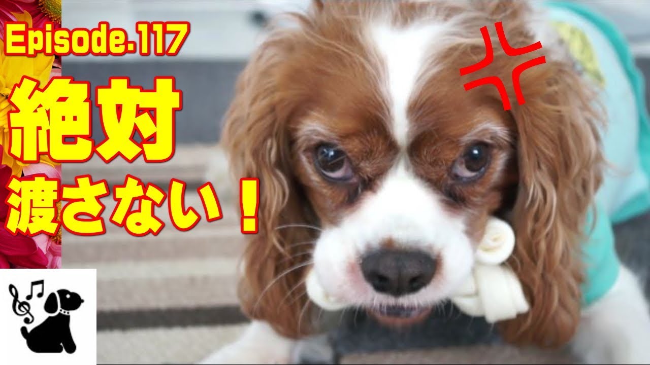 キャバリア ブレンハイム 面白可愛い犬動画日記117cavalier King Charles Spaniel Youtube